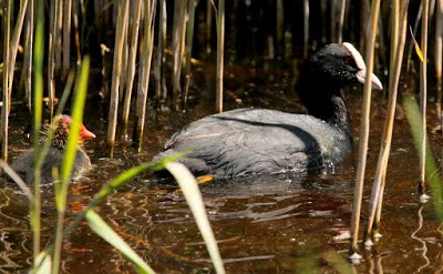 Eurasian Coot - ML284728541