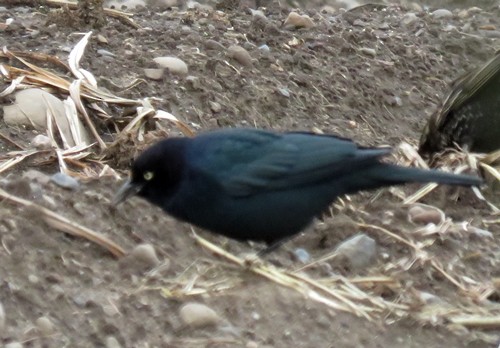 Brewer's Blackbird - Marlowe Kissinger