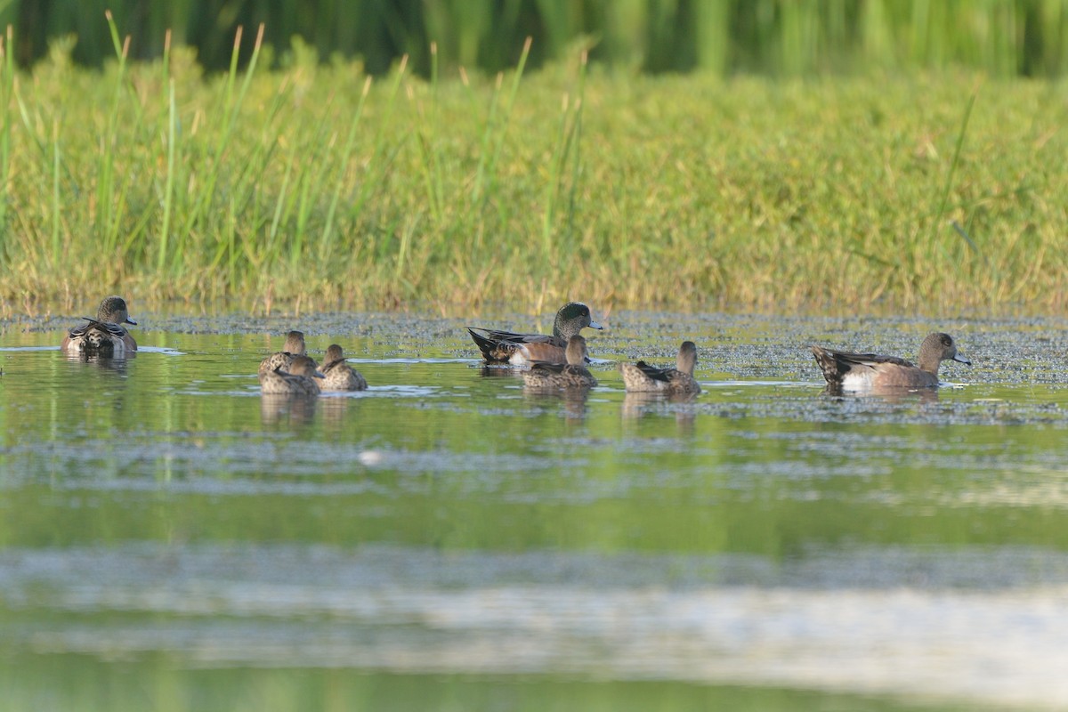 American Wigeon - ML284729931