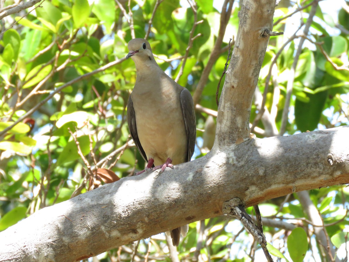 Mourning Dove - ML284730121