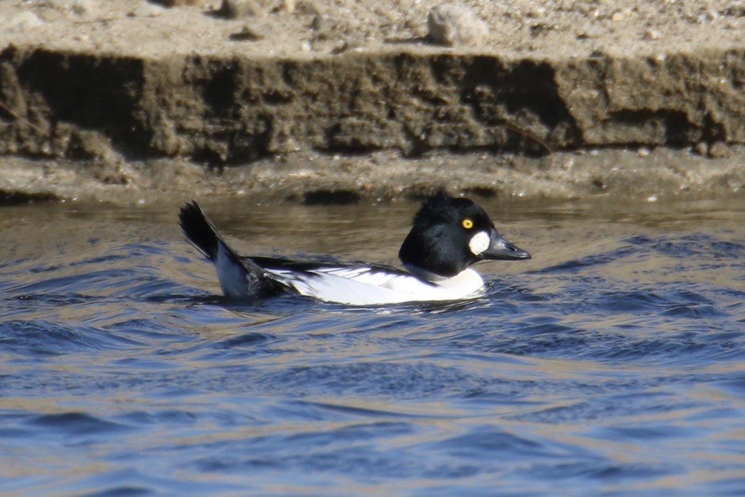 Common Goldeneye - ML284730841