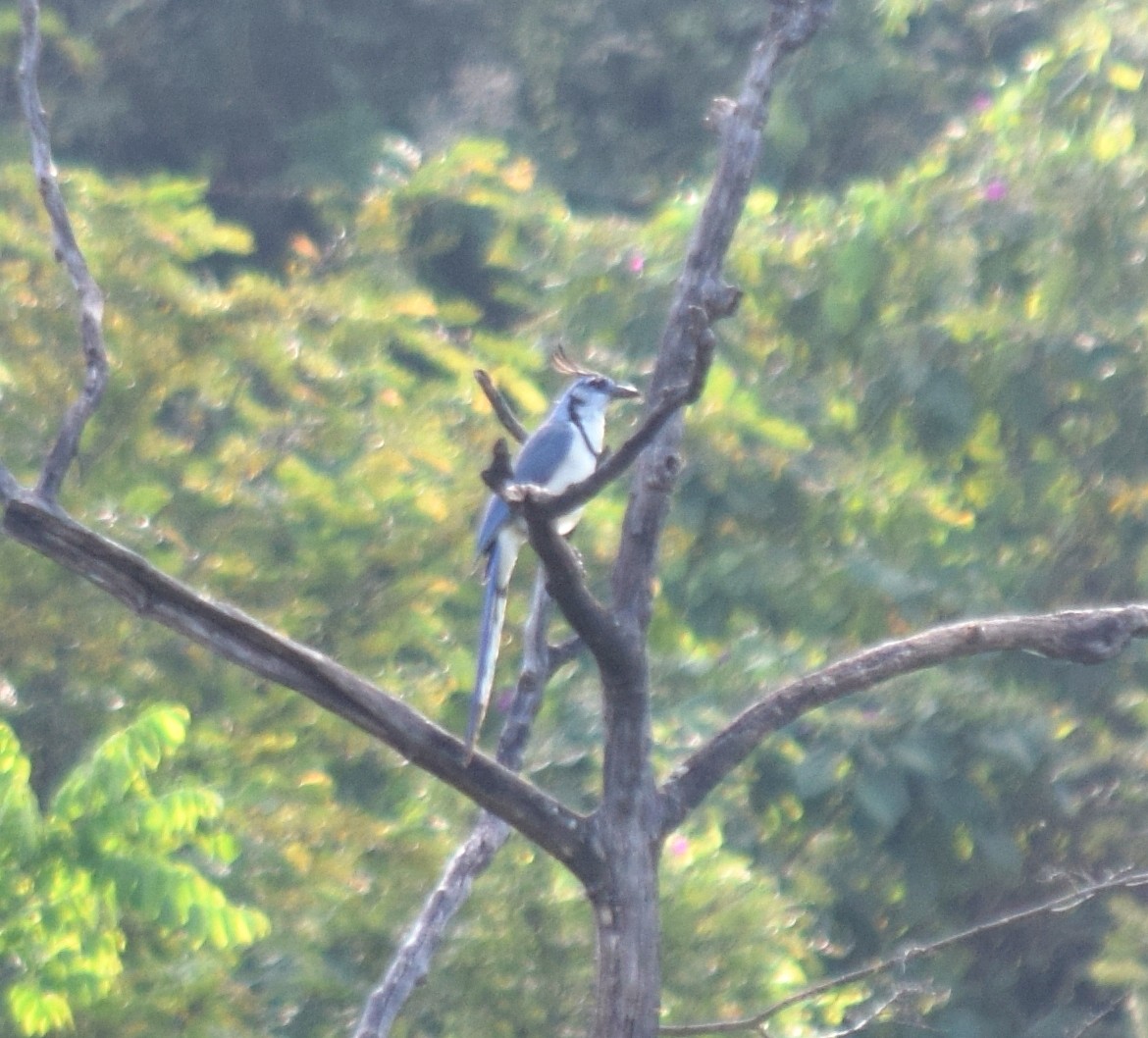 White-throated Magpie-Jay - ML284731861