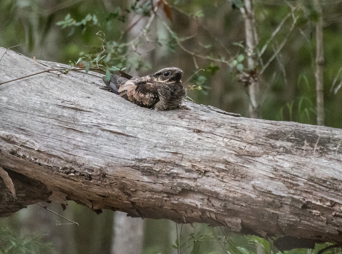 White-throated Nightjar - ML284731871