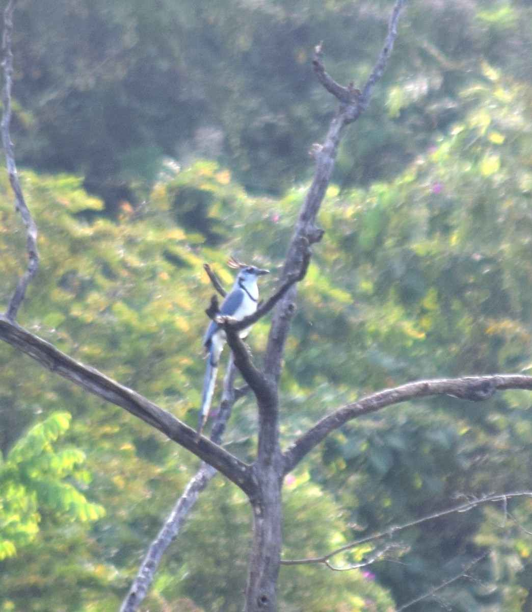 White-throated Magpie-Jay - ML284731881