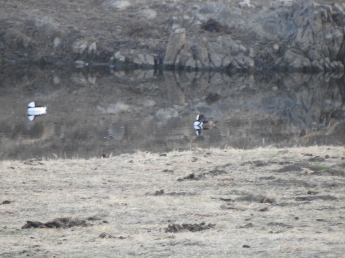 Bufflehead - ML284732101