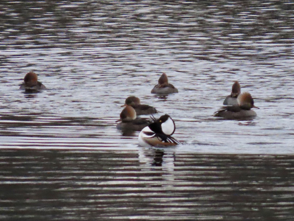 Hooded Merganser - ML284732241