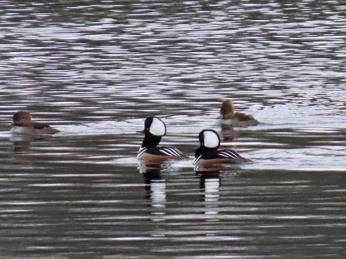 Hooded Merganser - ML284732251