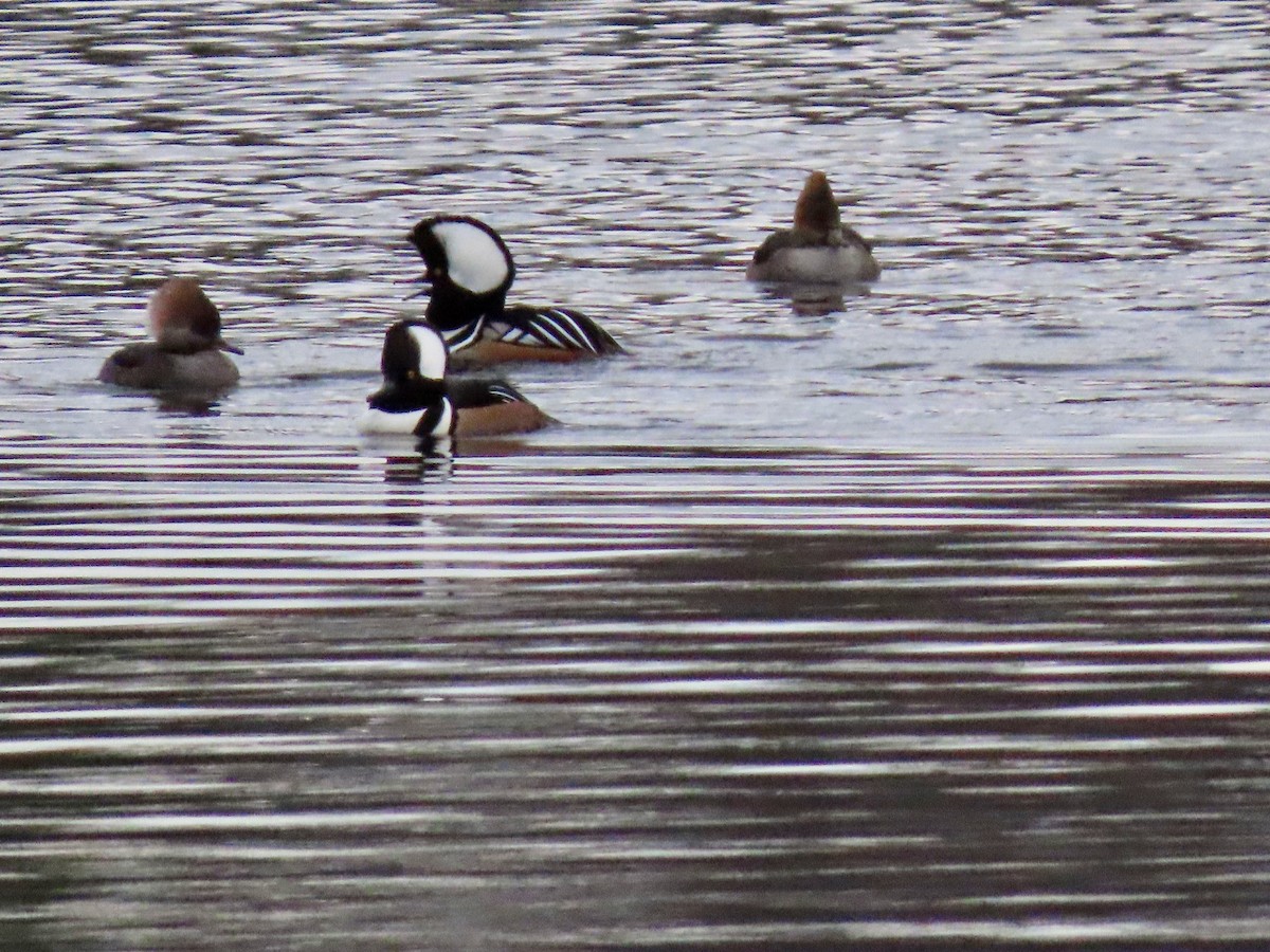 Hooded Merganser - ML284732261