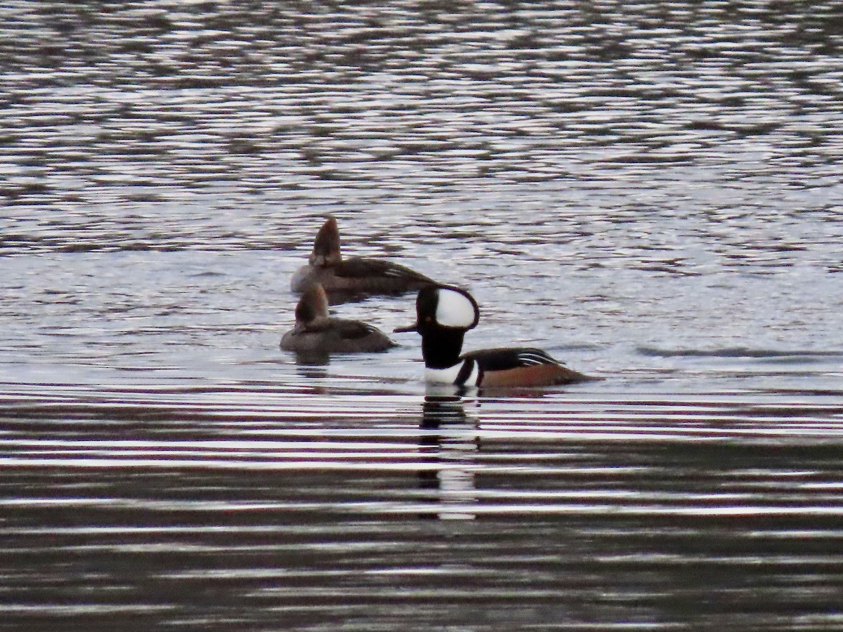 Hooded Merganser - ML284732271