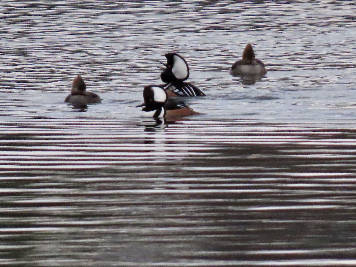 Hooded Merganser - ML284732281