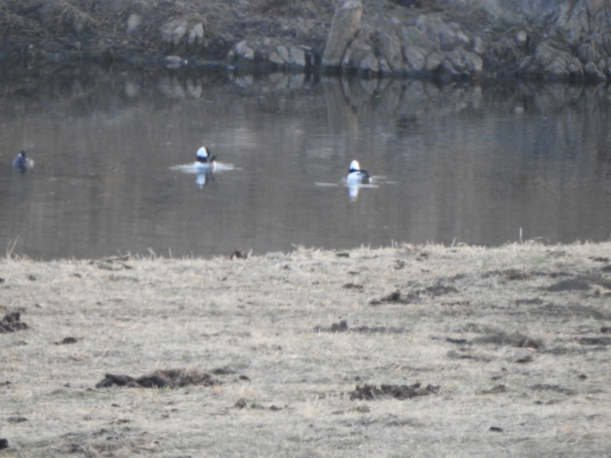 Ruddy Duck - ML284733031