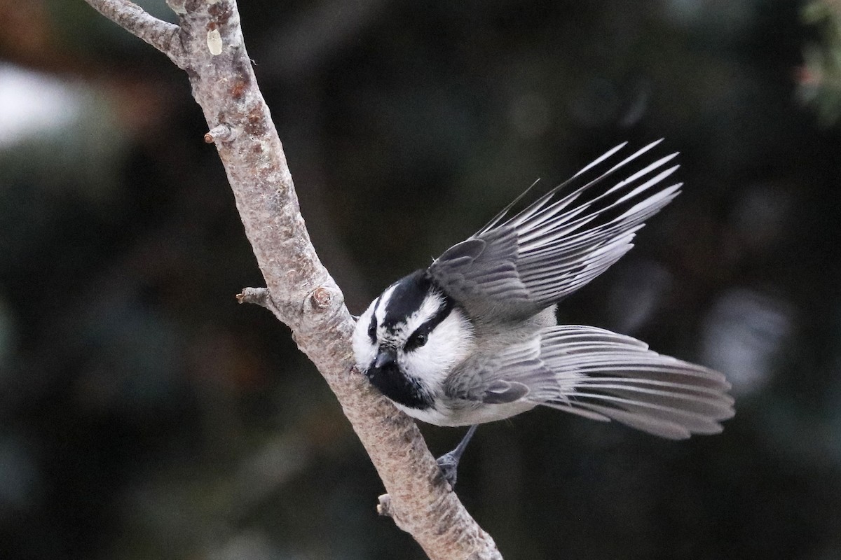 Mountain Chickadee - ML284733461