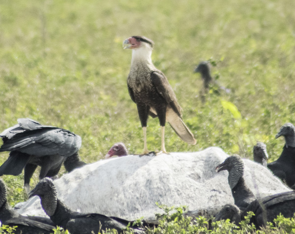 Crested Caracara (Northern) - ML284733501