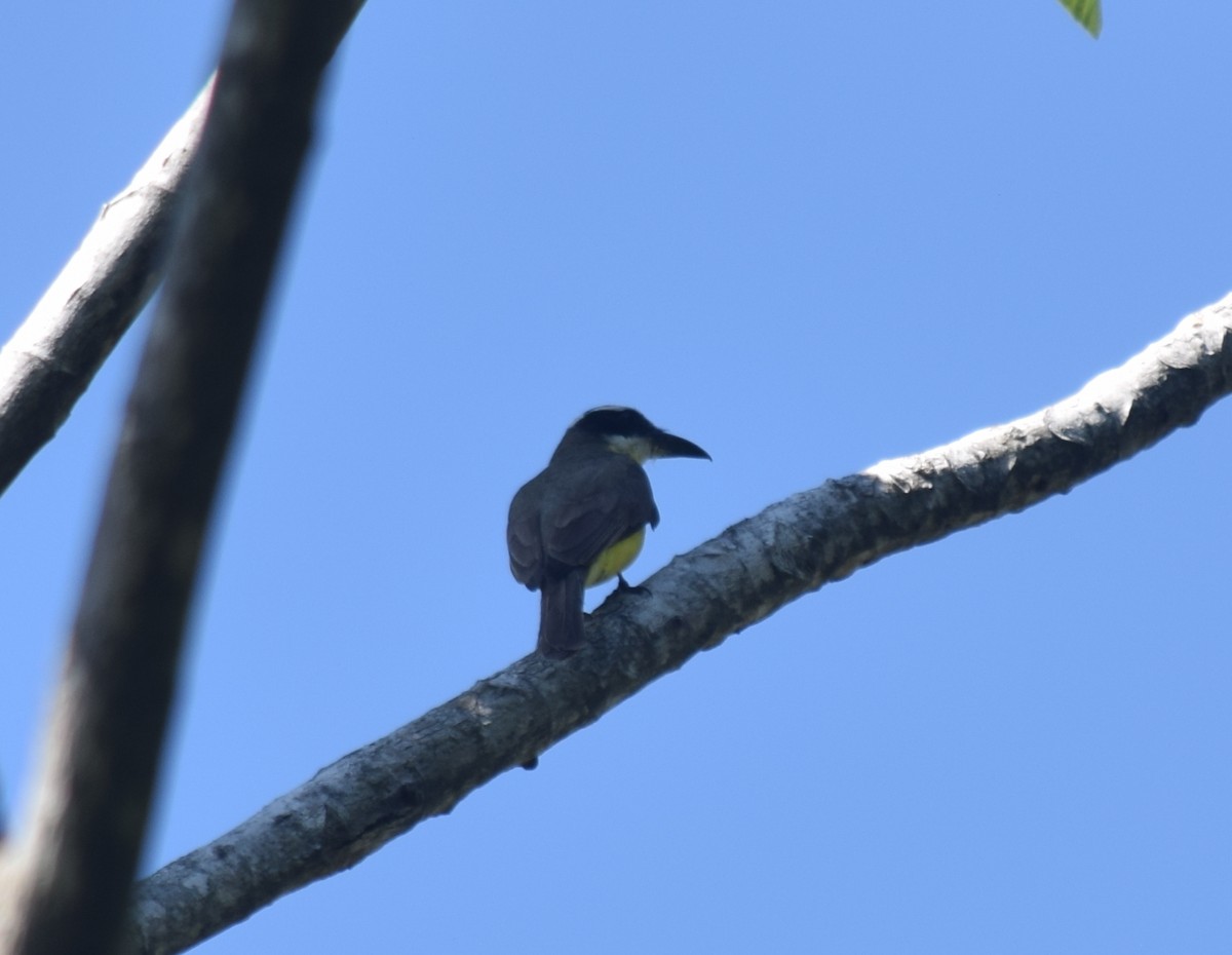 Boat-billed Flycatcher - ML284735131