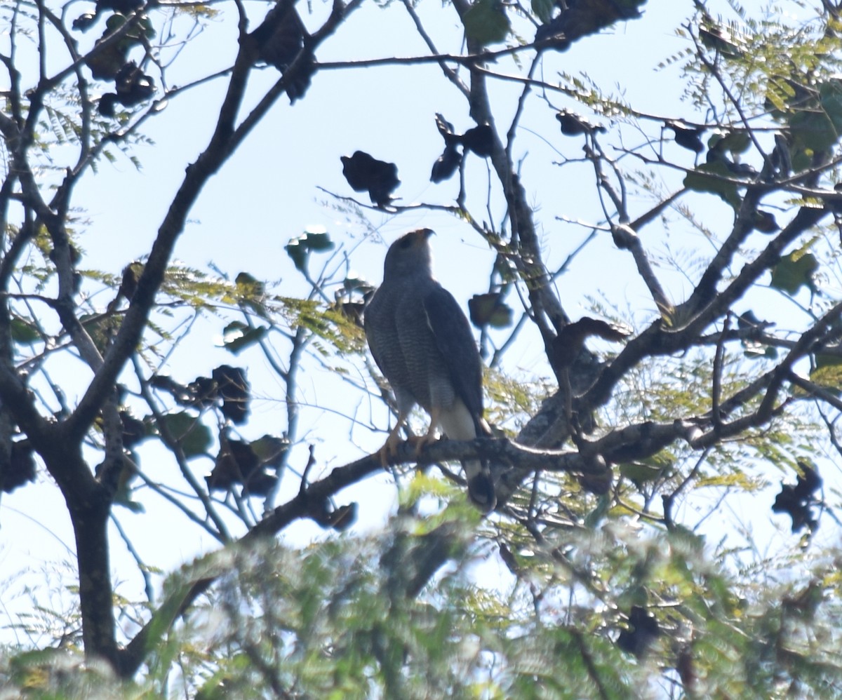 Gray Hawk - ML284738841
