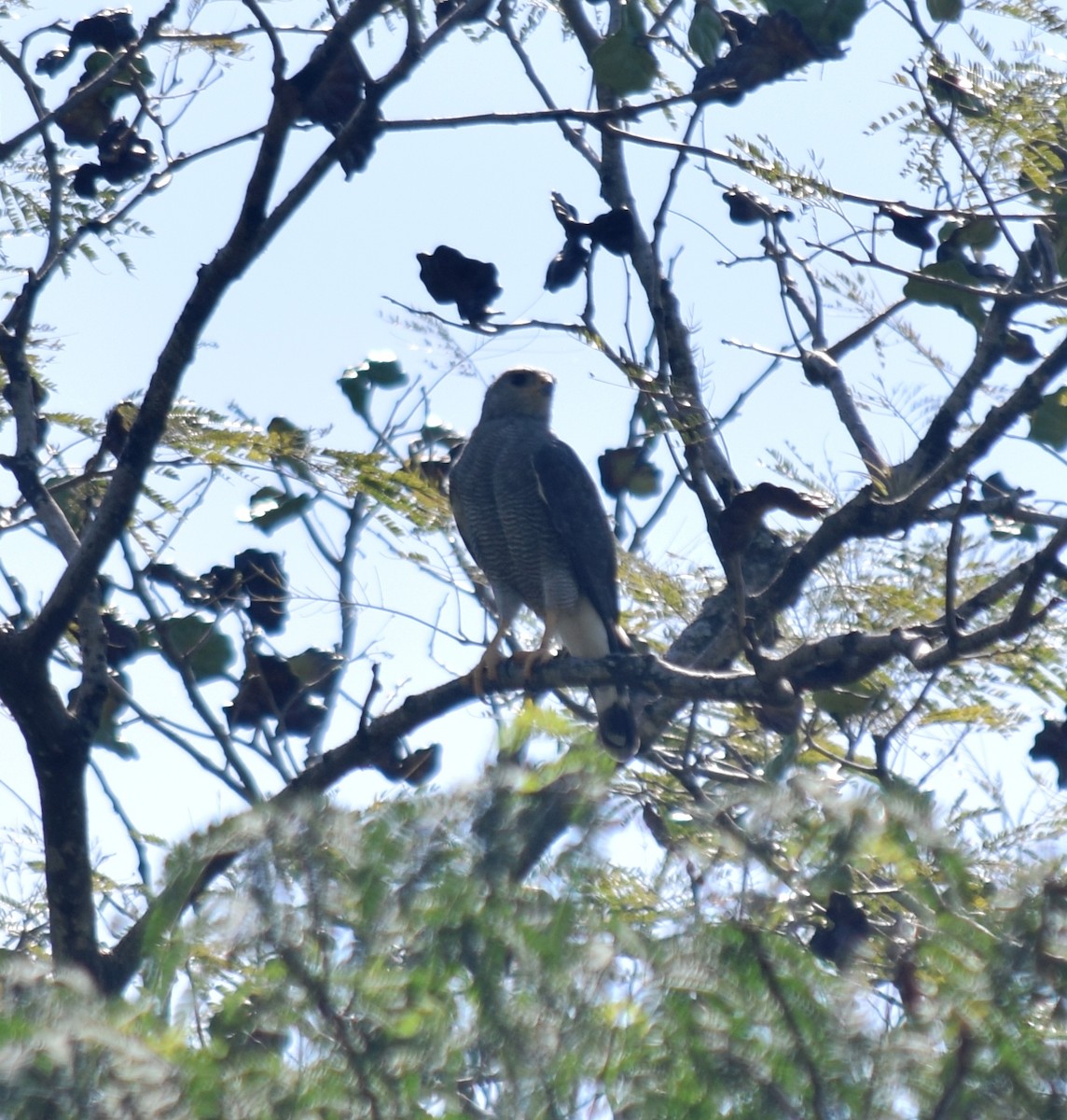Gray Hawk - ML284738851