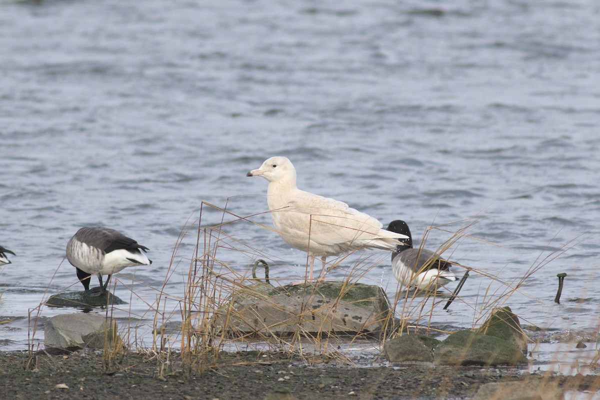 Glaucous Gull - ML284739031