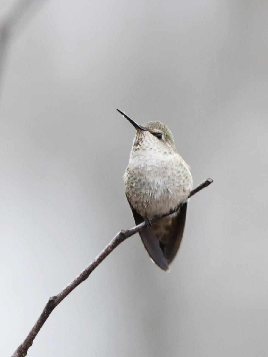 Anna's Hummingbird - Zach Haring