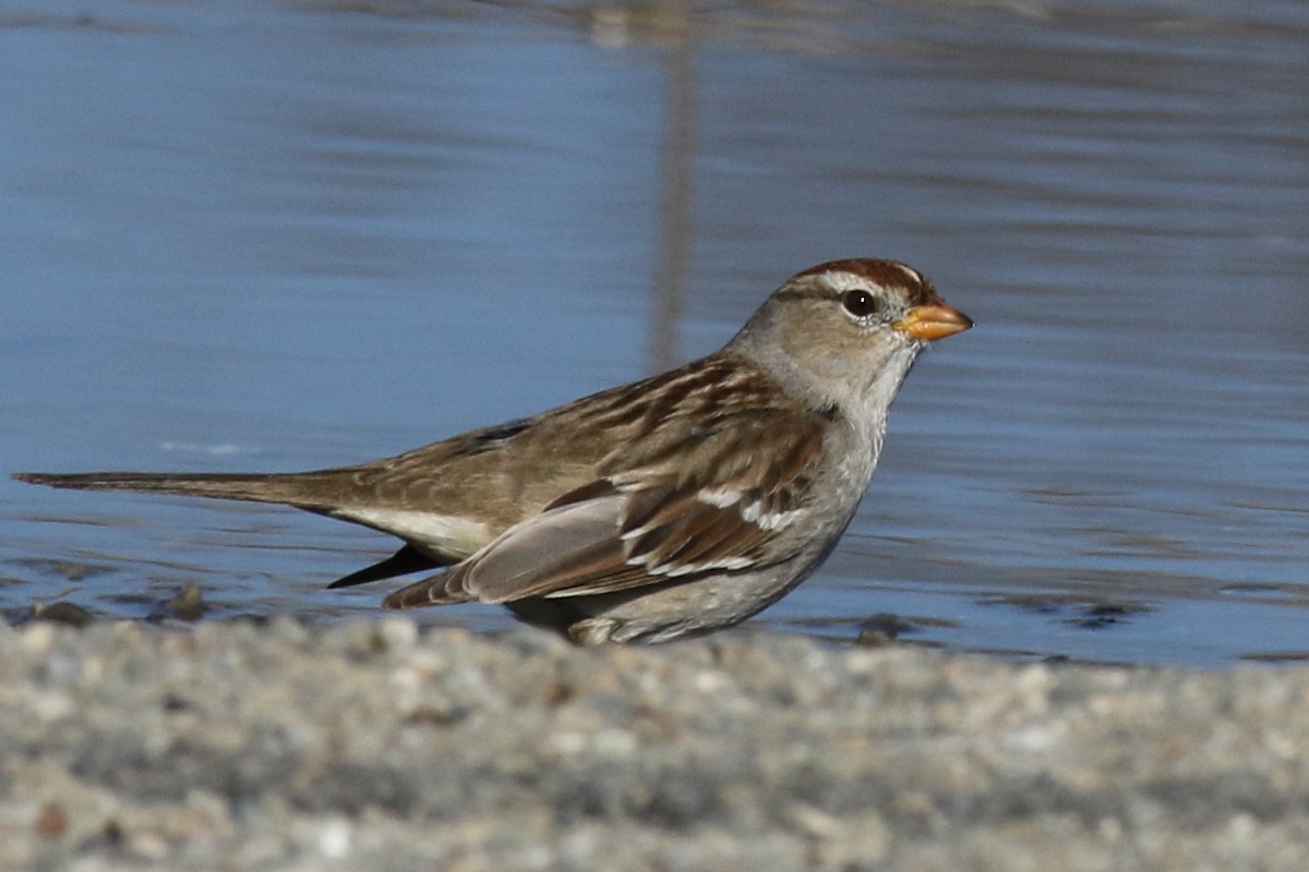 White-crowned Sparrow - David Yeamans