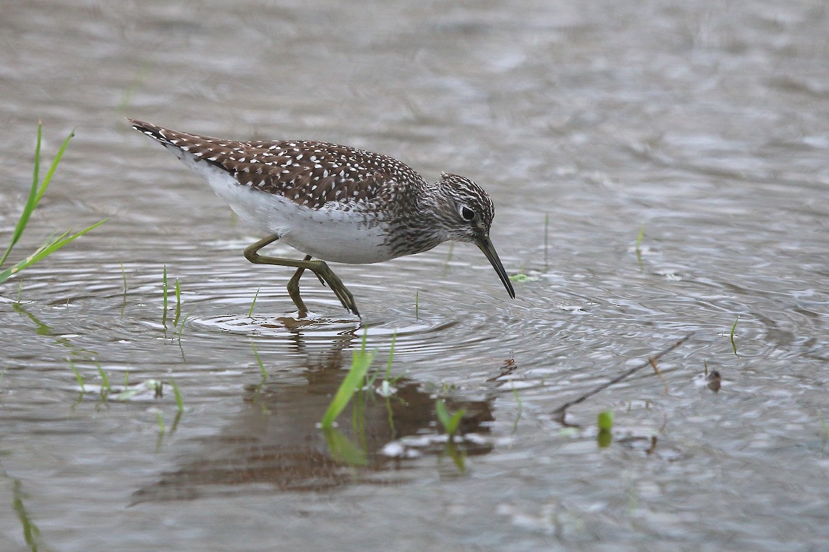 Solitary Sandpiper - ML28473981
