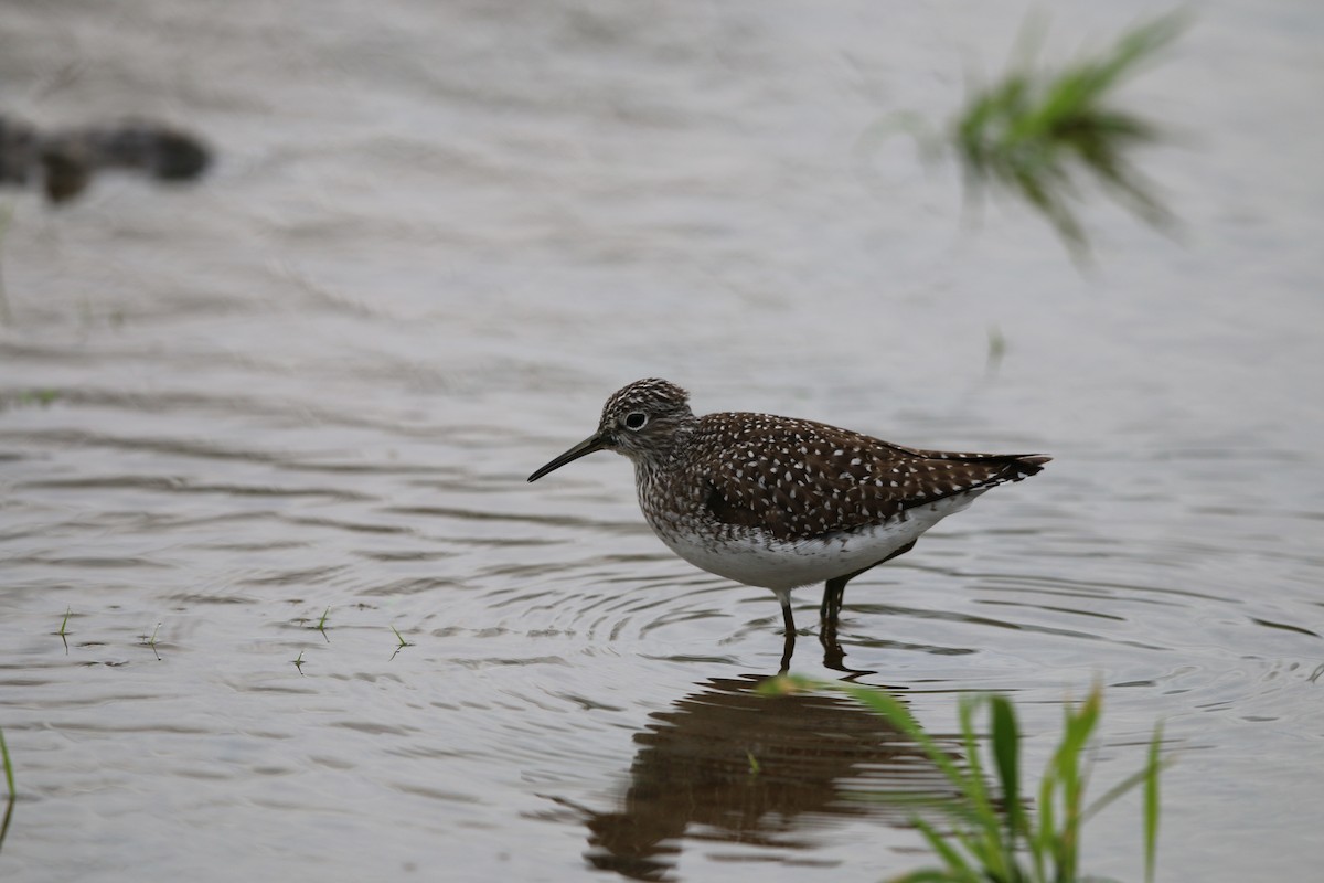 Solitary Sandpiper - ML28473991