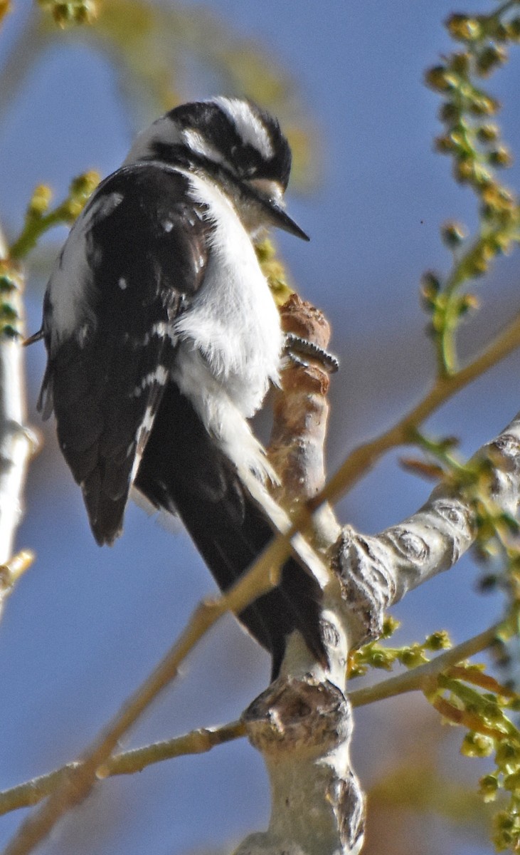 Yumuşak Tüylü Ağaçkakan (leucurus/glacialis) - ML28474011