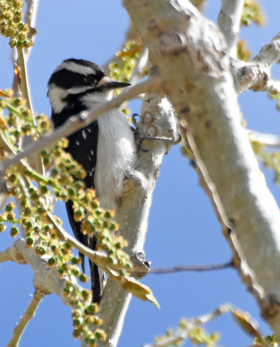 Yumuşak Tüylü Ağaçkakan (leucurus/glacialis) - ML28474031