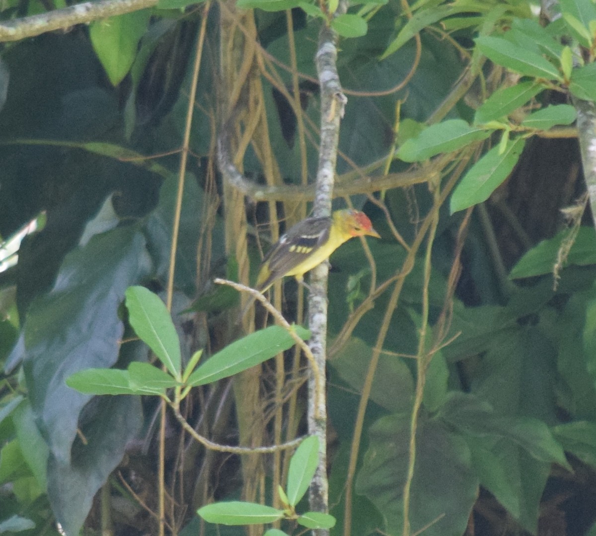 Western Tanager - ML284741421