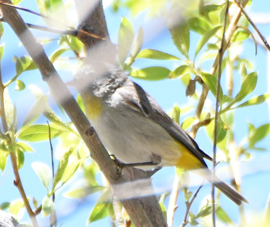 Virginia's Warbler - ML28474191