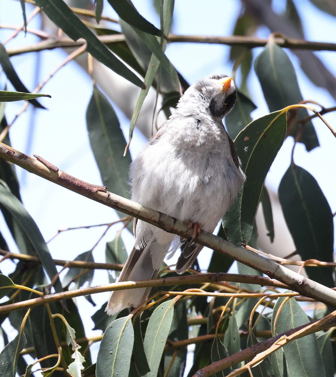 Noisy Miner - ML284745851