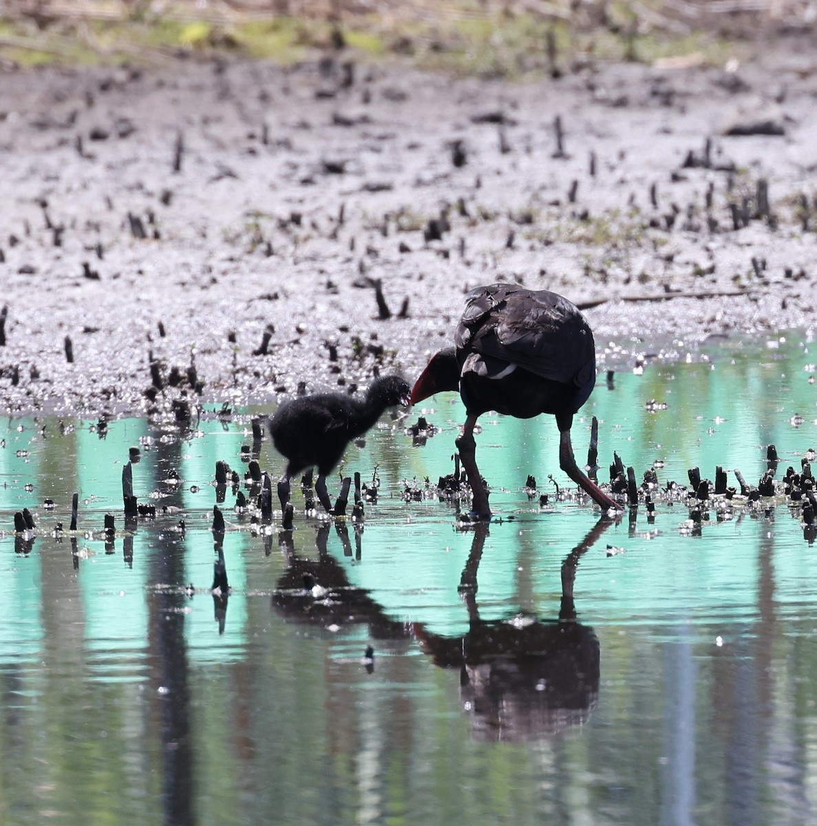 Australasian Swamphen - ML284746891