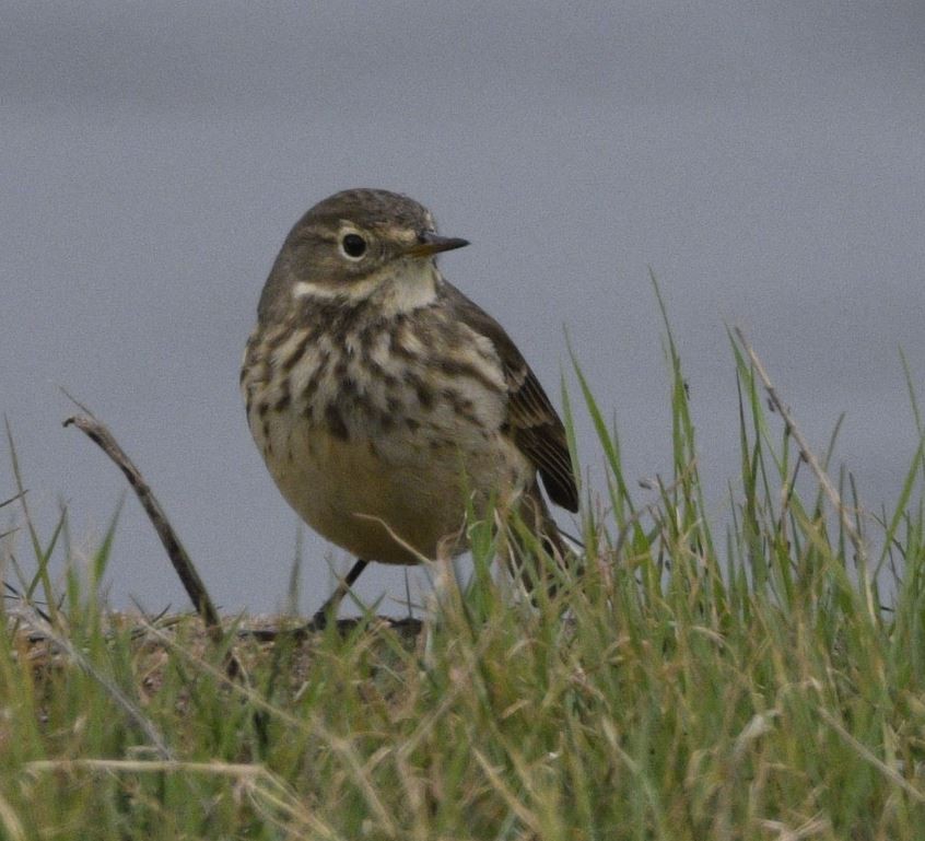 American Pipit - Peter Billingham