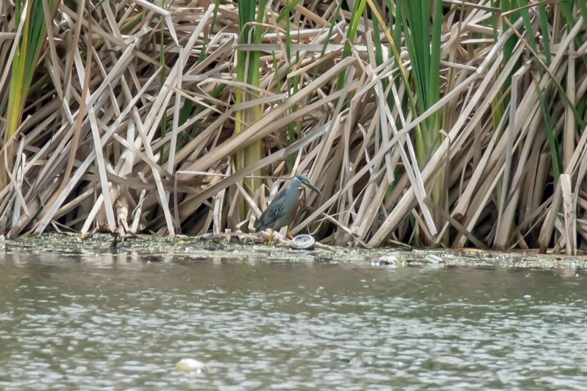 Striated Heron - ML284748891