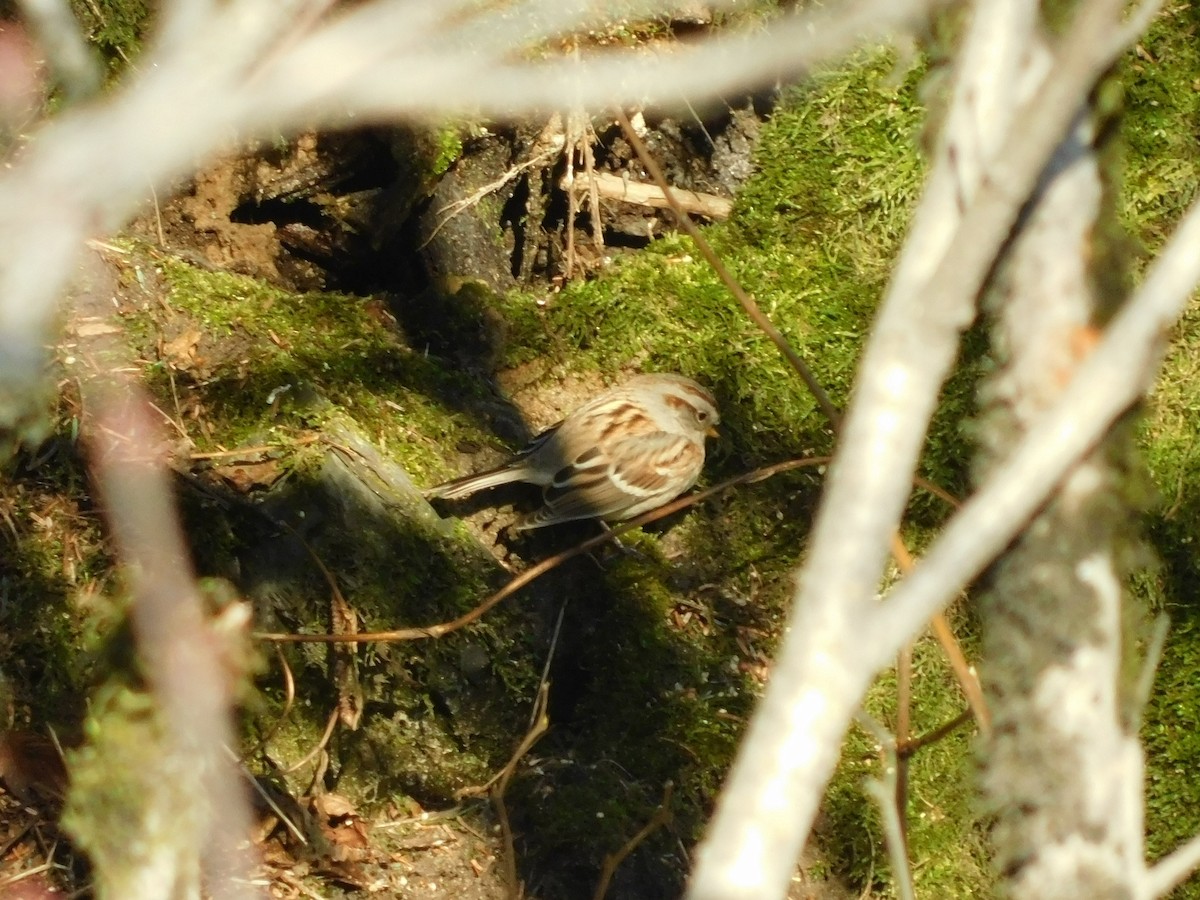 American Tree Sparrow - ML284749131