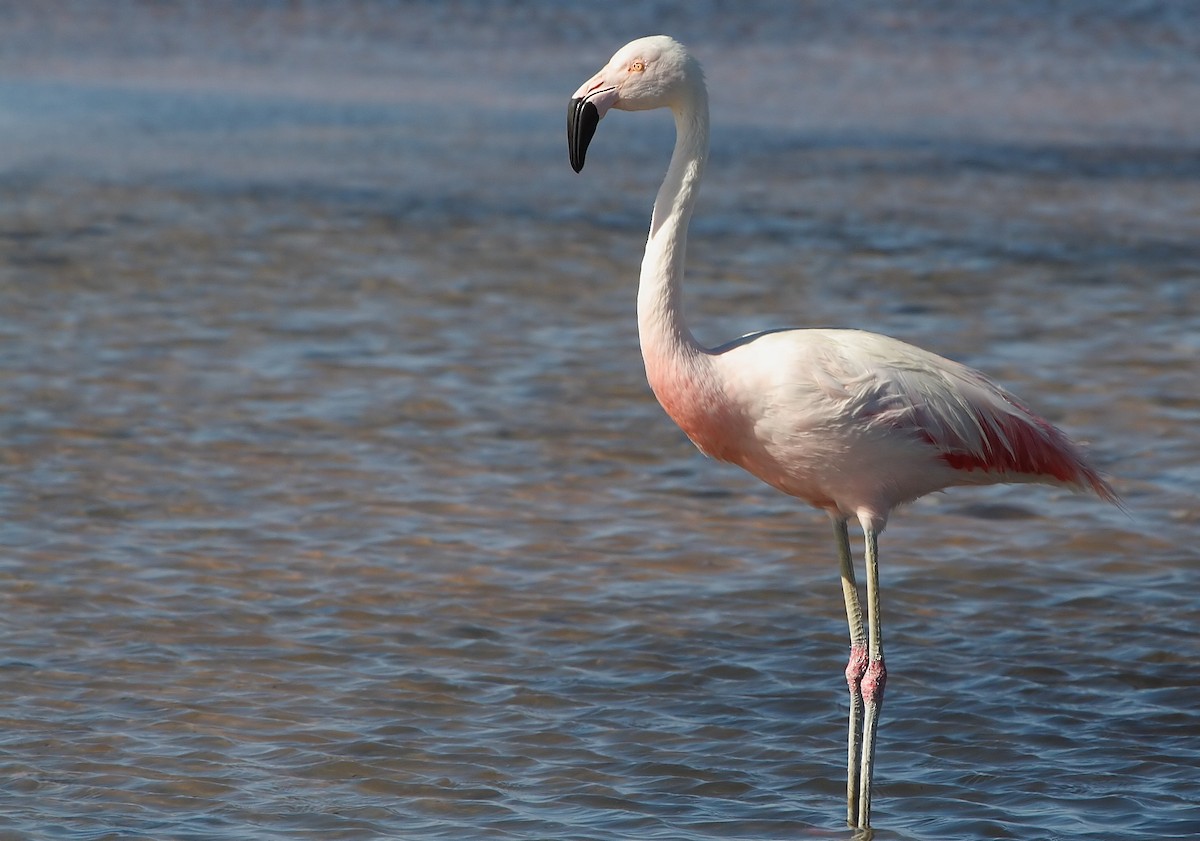 Chilean Flamingo - ML284751071