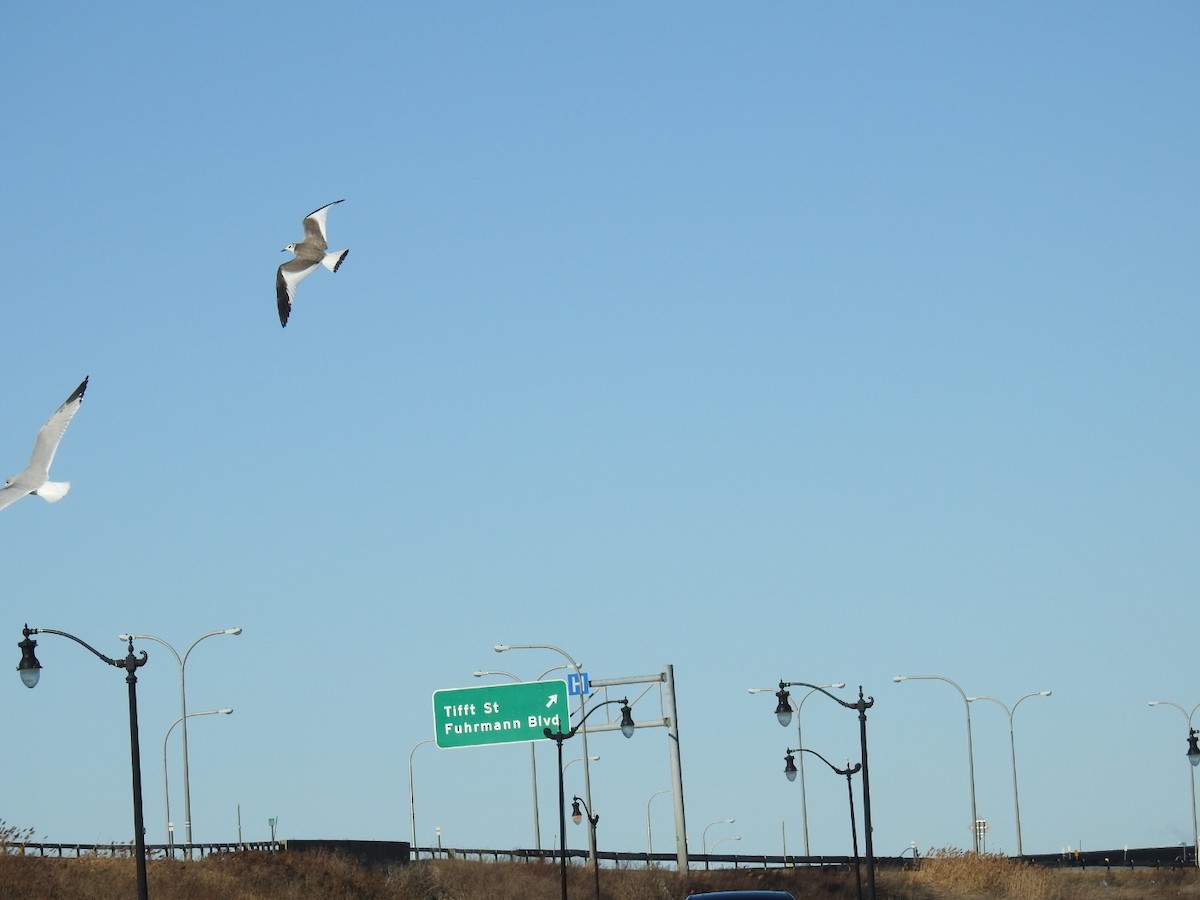 Sabine's Gull - John Finch