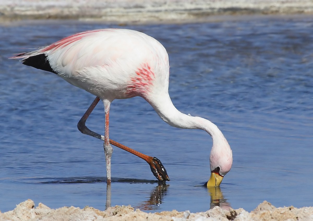 James's Flamingo - ML284751691