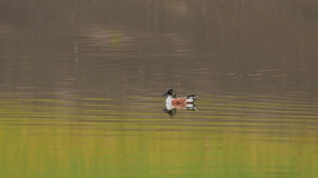 Northern Shoveler - ML284753001