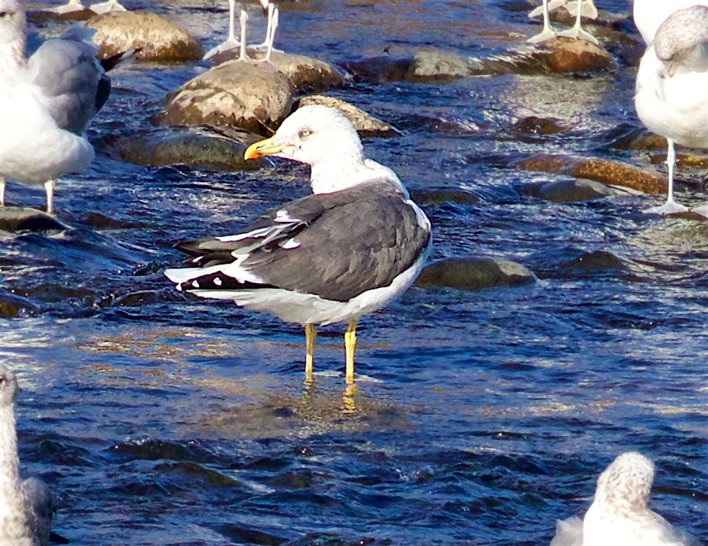 Lesser Black-backed Gull - ML284753371