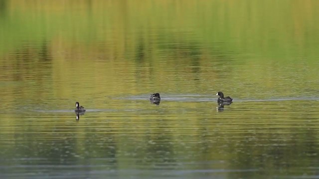 American Coot - ML284753421