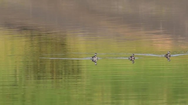 טבלן בינוני - ML284753611