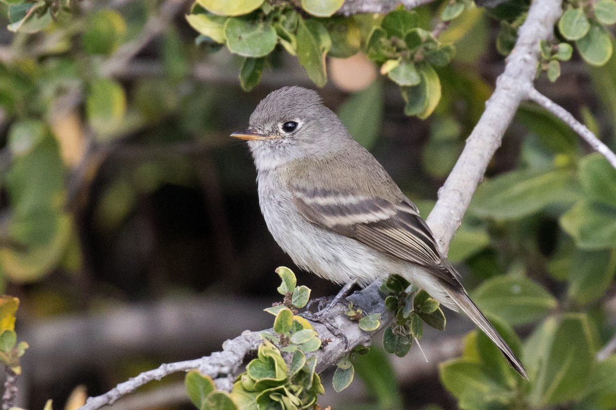 Dusky Flycatcher - Garrett Lau