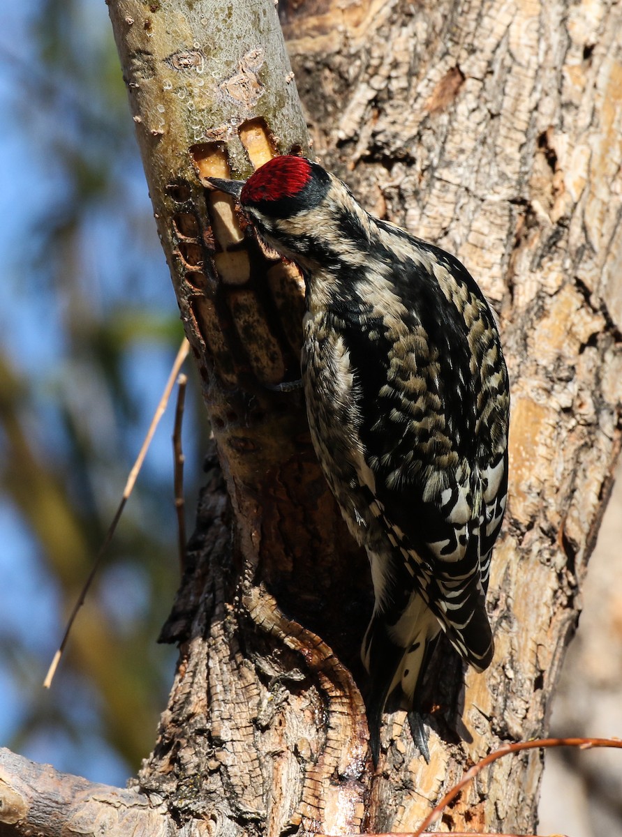 Yellow-bellied Sapsucker - ML284755281