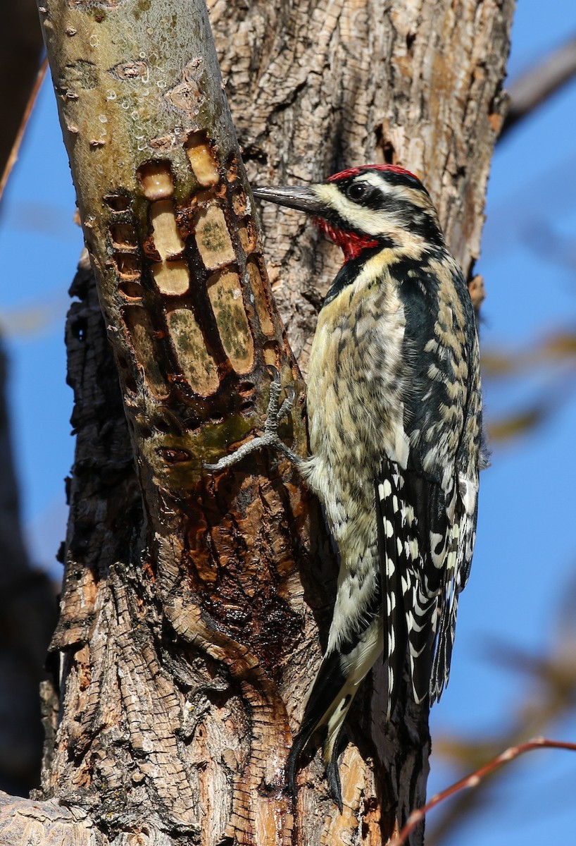 Yellow-bellied Sapsucker - ML284755521