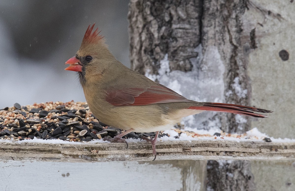 Northern Cardinal - ML284757311