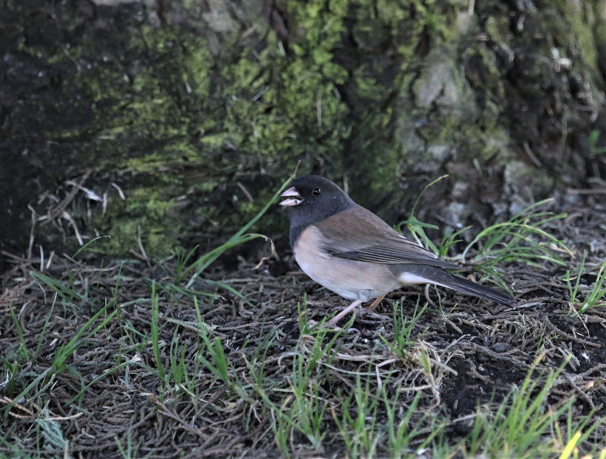 Dark-eyed Junco - ML284758651