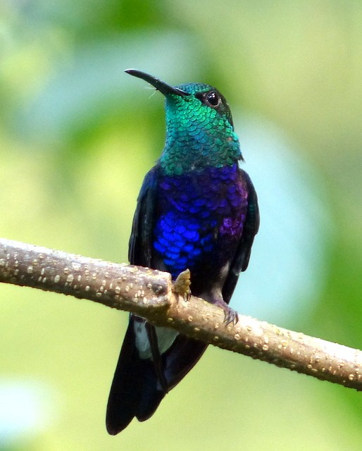 Fork-tailed Woodnymph - Femi Faminu