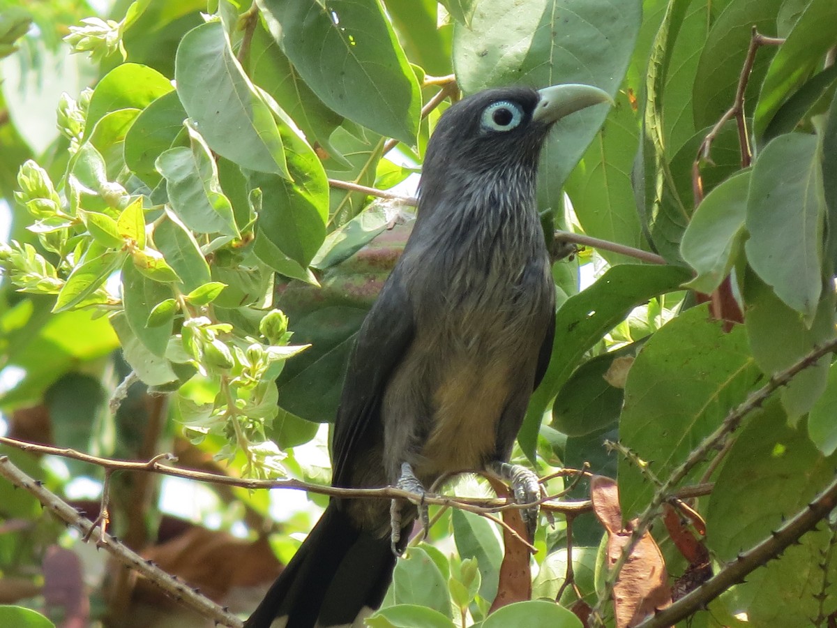 Blue-faced Malkoha - Krishnamoorthy Muthirulan