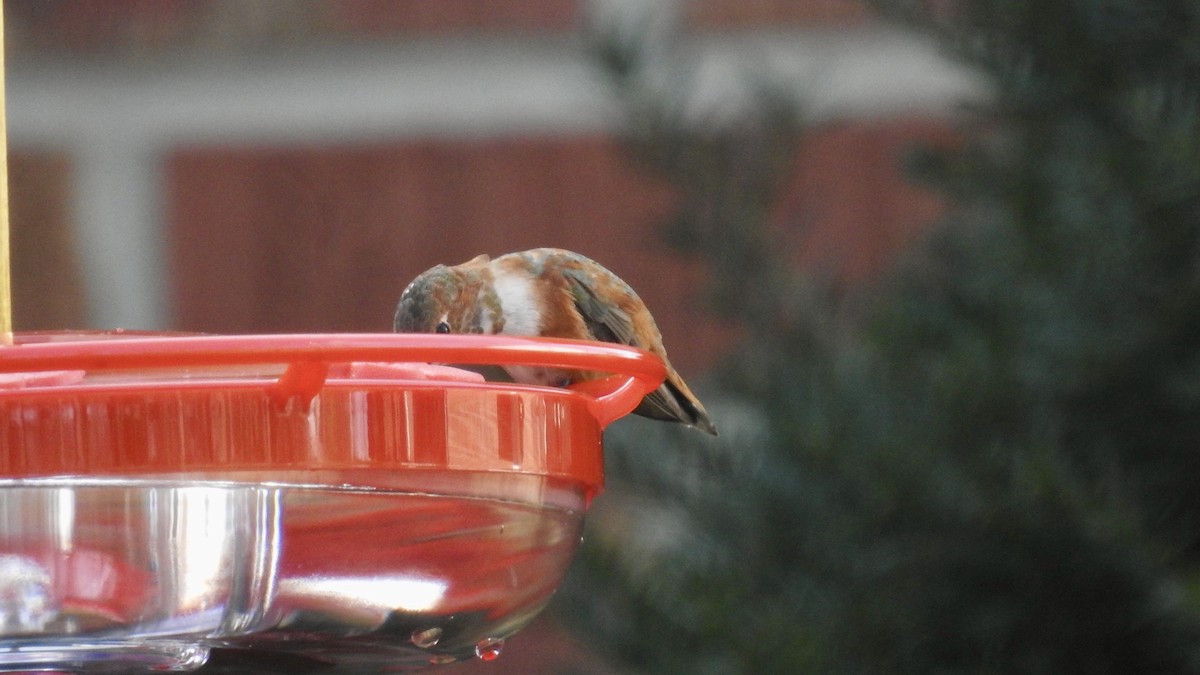 Rufous Hummingbird - ML284759741