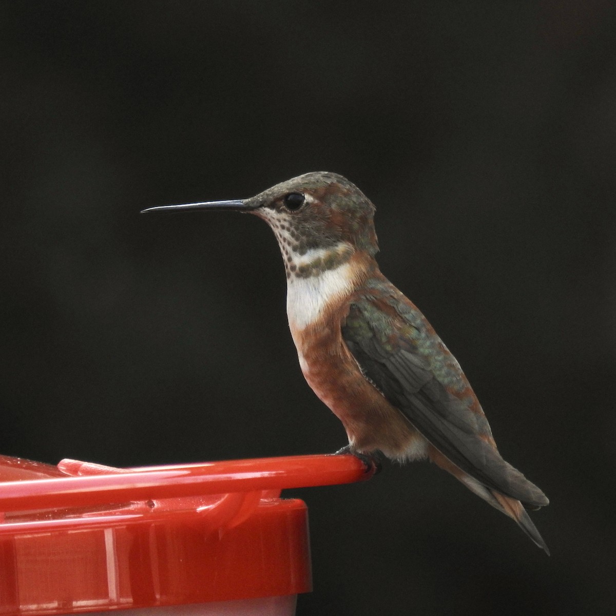 Rufous Hummingbird - Keith Eric Costley